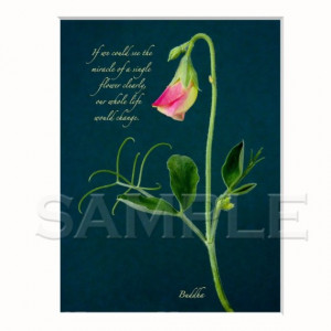 Miracle of a single flower... Buddha quote art
