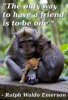 Friends and enemies on Pinterest | 28 Pins