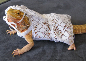 Bearded Dragon Costumes