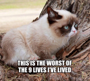 Cat Grumpy
