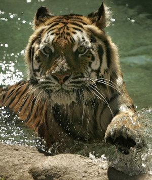 Bengal Tiger takes a swim at Busch Garden Tampa Bay's Jungala ...