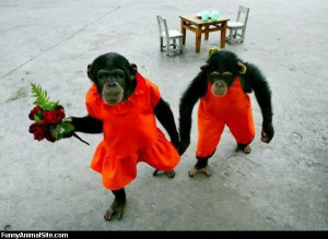 Monkeys-in-love - Return to Funny Animal Pictures Home Page