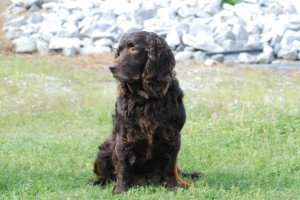 boykin spaniel swamp