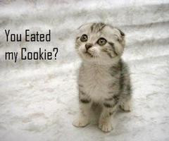 Best Funny Cute Kitten...