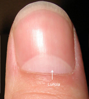 Finger Nail Matrix