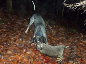 Go Back > Gallery For > Coon Hunting Quotes