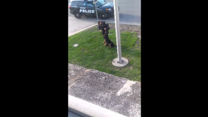 Police Officer Caught Abusing His Canine Police Dog On Camera