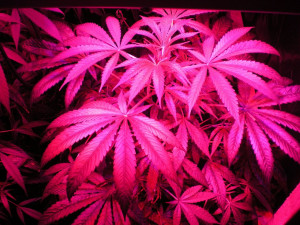 Pink Weed Backgrounds Tumblr Girly weed bac