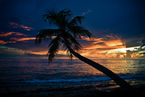 sunset Tree news, pictures and videos and learn all about Palm sunset ...