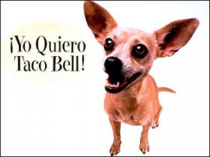 the famous and somewhat creepy taco bell chihuahua the taco