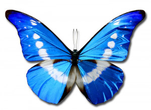 ... butterfly means joy and rebirth. What does the blue butterfly mean to