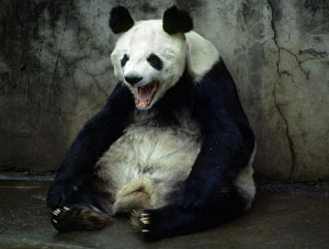 ... Panda: Obama Meets with Dalai Lama, China Throws a Temper Tantrum