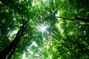 Humans can recreate destroyed rainforests, but the question is whether ...