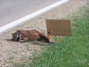 funny picture photo sign raccoon cst pic funny signs