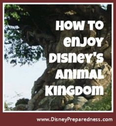 Animal Kingdom | Disney Preparedness - For Disney travel quotes ...