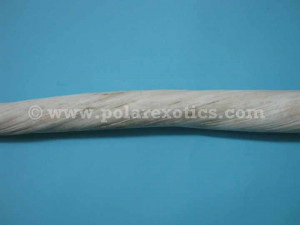 Narwhal with 2 Tusks