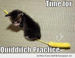 cute cat kitten lolcat animal quidditch practice harry potter wizards ...