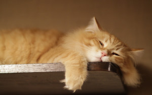 Lazy Cat Wallpapers Pictures Photos Images