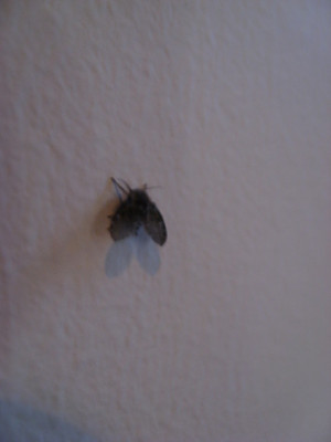 small black flying bugs in house