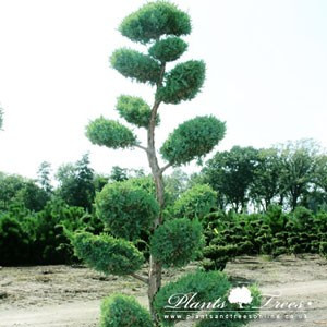 Pom Pon – Juniperus Virginiana Blue Arrow