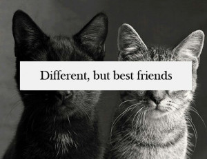 awesome, best friend, best friends forever, black and white, cats ...