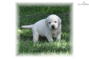-registered-whiteivory-yellow-lab-puppiesdog-labrador-retriever-puppy ...