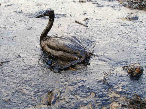 bp oil spill in the gulf of mexico is one such example it was to quote ...