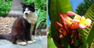 Ernest Hemingway House Coupon