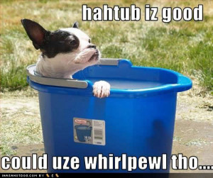 Photo Funny Dog Pictures Hahtub Whirlpewl