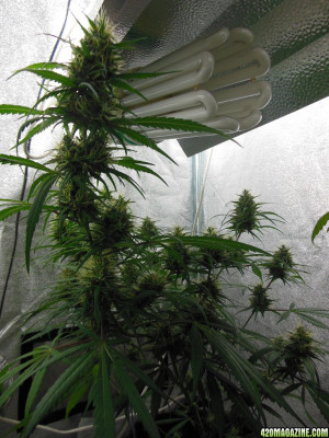 DIY Stealth Grow Box