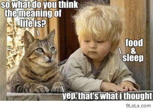 funny memes, funny pictures, funny animals, quotes, funny kids