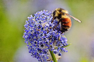 quotes about bees and flowers