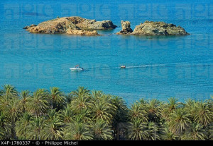 Crete Palm Trees