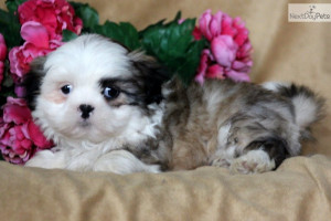 Shih Tzu Mix Puppies For Sale