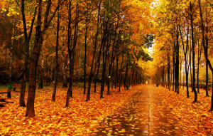 fall, trees, leaves, park, alley wallpapers nature - download on we ...