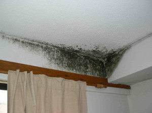 Mould growth can also damage furnishings, such as carpets, sofas and ...