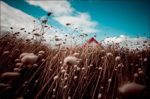 blowing, building, clouds, cotton, dandelions, field, fiori, flowers ...