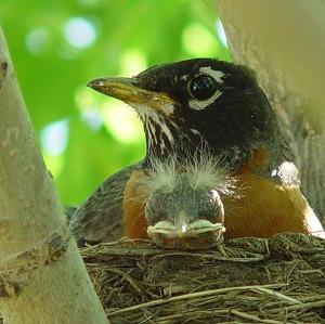 margaret roach's Q on fledging : : Altricial baby robin with male ...