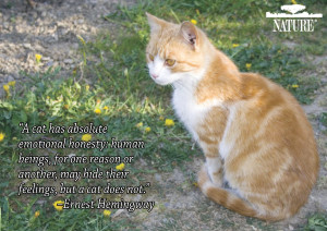 ... featuring famous quotes from animal lovers throughout history