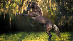 ... funny horse top photo funny little horse horse funny image horse funny