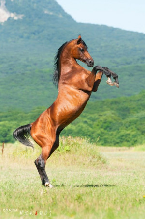 Arabian Horse Rearing