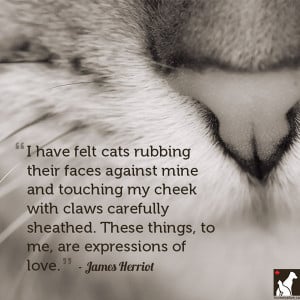 Love Cat Quotes James herriot cat quote