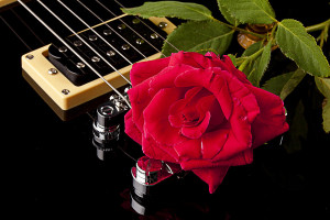 ... wallpapers, red rose pictures, rose images, free red rose wallpapers