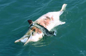 dead_dolphin_save_the_sea.jpg