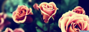 flowers roses facebook cover