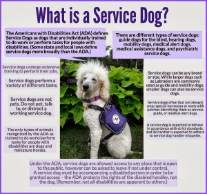 Service , Therapy and Emotional Support Animals- What's the Difference ...