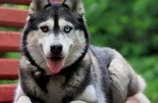 funny-dogs-pictures-DtAi