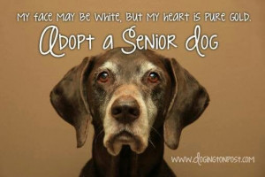 Adopt Senior Dog or even a Cat