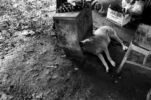 Flood Changed The Look And