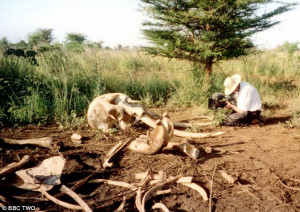 Never forgotten: Evidence indicate that elephants can recognise a dead ...